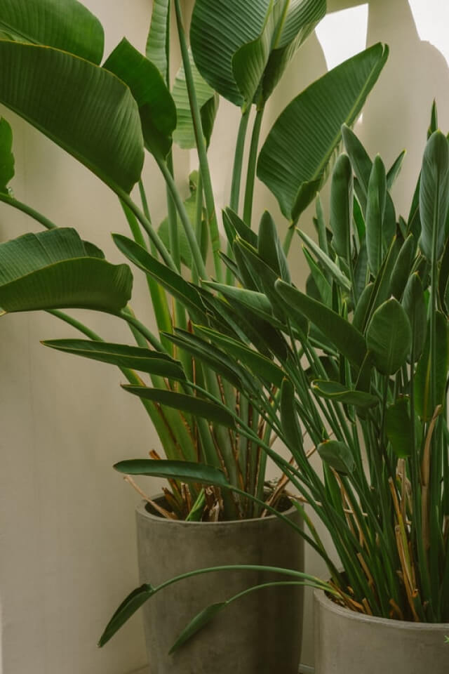 Spathiphyllum - Bilde 2