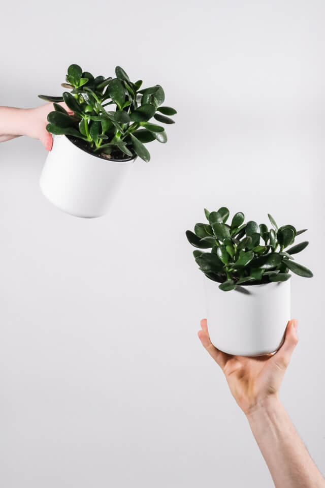 Ficus Decora Burgundy - Bilde 2