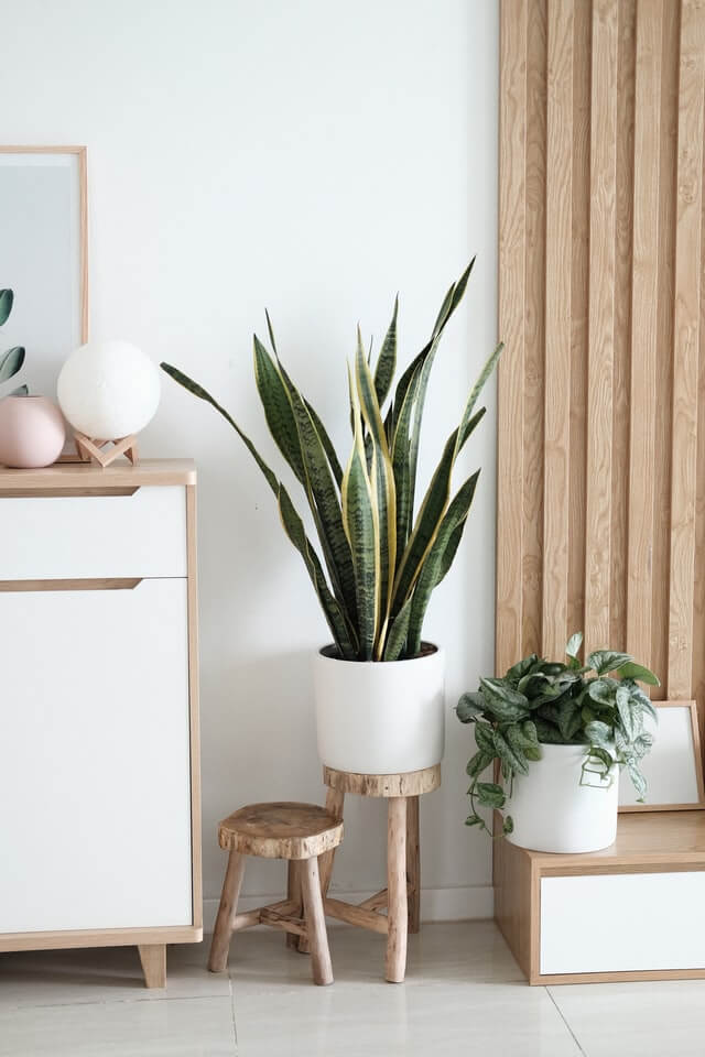 Sansevieria Golden Flame - Bilde 2